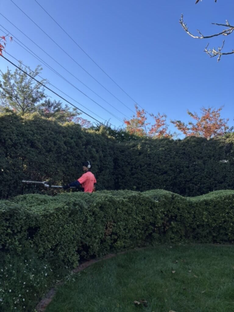 Hedge maintenance work on a Canberra garden